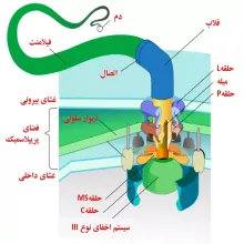 تاژک باکتری