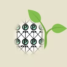 اصل بستار علی و طبیعت گرایی